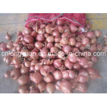 Shallot novo chinês da colheita com saco da malha